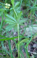 Potentilla erecta