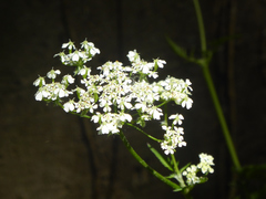 Anthriscus sylvestris