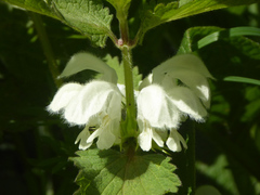 Lamium album