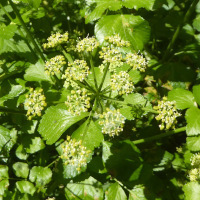 Smyrnium olusatrum