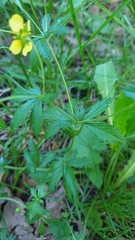 Potentilla erecta