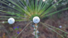Paepalanthus chiquitensis