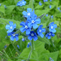 Pentaglottis sempervirens