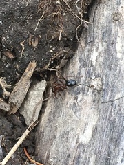 Camponotus novaeboracensis