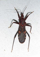 Opisthacidius