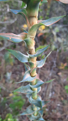 Paepalanthus chiquitensis