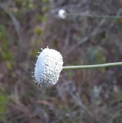 Paepalanthus chiquitensis