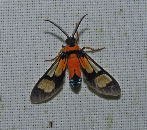 Leucotmemis tenthredoides