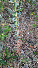Paepalanthus chiquitensis