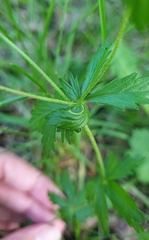 Potentilla erecta