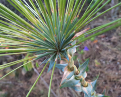 Paepalanthus chiquitensis