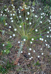 Paepalanthus chiquitensis