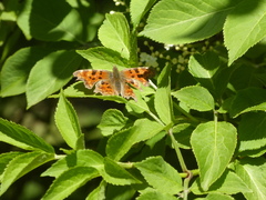 Polygonia c-album