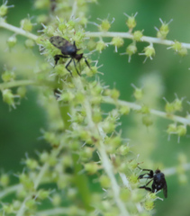 Empis clausa