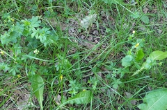 Potentilla erecta