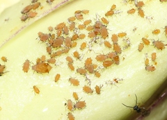 Aphis asclepiadis