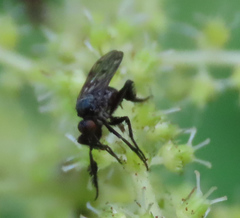 Empis clausa