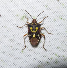 Oebalus poecilus