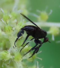 Empis clausa
