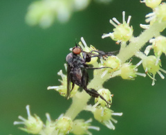 Empis clausa