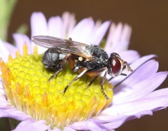 Thecophora modesta
