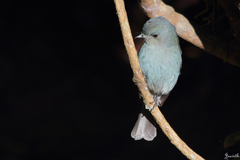 Eumyias albicaudatus