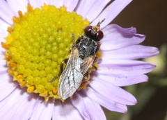 Thecophora modesta