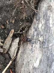 Camponotus novaeboracensis