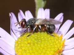 Thecophora modesta