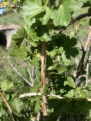 Ribes inerme