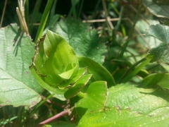Tradescantia fluminensis