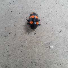 Scaphidomorphus bosci