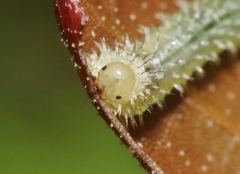 Periclista occidentalis