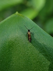 Micropterix mansuetella