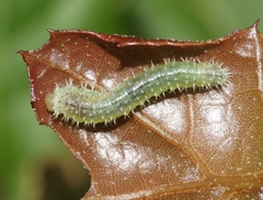 Periclista occidentalis