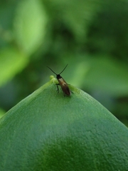 Micropterix mansuetella