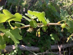 Ribes inerme