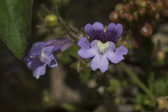Chaenorhinum origanifolium
