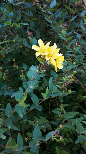 Hypericum henryi, photograph 2