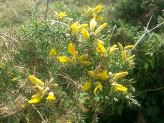 Ulex europaeus