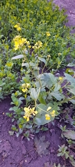 Brassicaceae