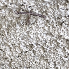 Anstenoptilia