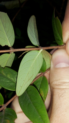 Hypericum henryi, photograph 3