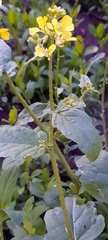 Brassicaceae