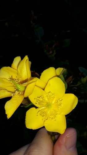 Hypericum henryi, photograph 4