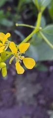 Brassicaceae