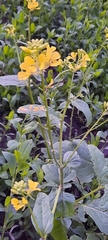 Brassicaceae