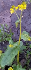 Brassicaceae