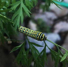 Papilio polyxenes