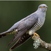 Common Cuckoo - Photo (c) kingo7, some rights reserved (CC BY-NC)